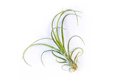 Obrázok produktu pre Gardners Tillandsia Curly Slim