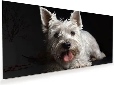 Produktbild von Glasbild 100x50cm in XXL für Wohnzimmer, Schlafzimmer Motiv Weisser Hund