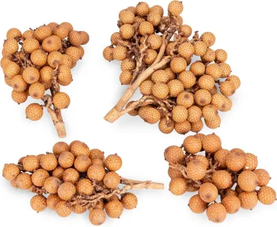 Produktbild von Rattan Frucht Zweige 500g Naturdeko getrocknet Boho Deko Floristik Indonesien