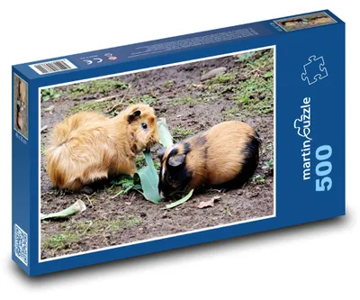 Produktbild von Puzzle 500 Peruanische Meerschweinchen: Hausnager - martinpuzzle