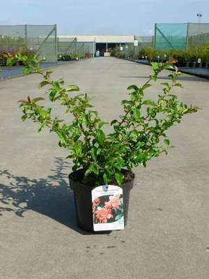 Produktbild von Chaenomeles sup. 'Texas Scarlet' - Japanische Zierquitte 30- 40 cm Container