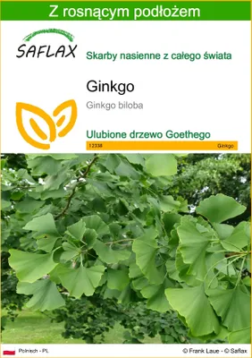 Zdjęcie produktu dla SAFLAX - Ginkgo - 4 Nasiona - Z podłożem uprawowym wolnym od zarazków - Ginkgo biloba