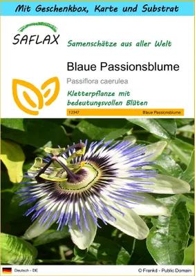 Produktbild von SAFLAX Geschenk Set - Blaue Passionsblume - Passiflora caerulea - 25 Samen - Mit Geschenkbox, Versandaufkleber, Geschenkkarte und Anzuchtsubstrat