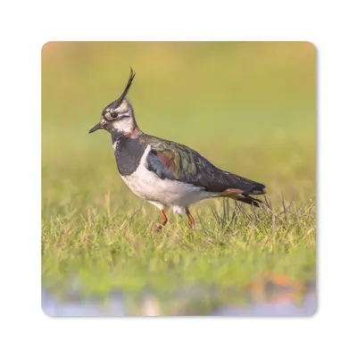 Produktbild von MuchoWow® Mauspad Mousepad Vogel - Gras - Natur - Tiere - Kiebitz 20x20 cm - Mousepads - Maus Mat - Pad - Mausunterlage - Desk Mat - Bureauartikeln