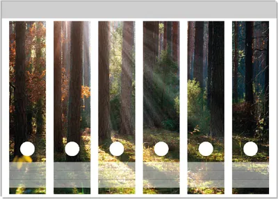Produktbild von Wallario Ordnerrücken Sticker, selbstklebend für breite Ordner, 6 Stück, Motiv Sonnenstrahlen im Herbstwald