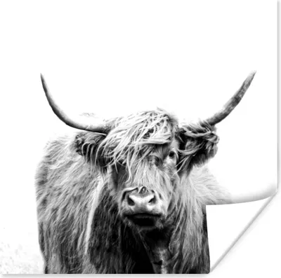 Produktbild von MuchoWow® Poster Schottischer Highlander - Porträt - Schwarz - Weiß 50x50 cm - Wohnzimmerdekoration