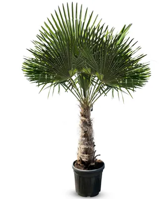 Zdjęcie produktu dla Sunny Tree - Palma - Trachycarpus Fortunei - Chinese Fan Palm - Hemp Palm - 220 CM w doniczce - Wysokość pnia 70-90 cm - Odporność do -18