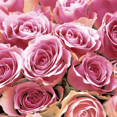 Produktbild von 20 Cocktailservietten Pink Roses 24x24cm