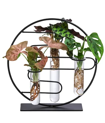 Produktbild von Dehner Waterplant Set Dubai, 1x Fensterblatt, 1x Balsamapfel, 1x Purpurtute, Wasserpflanze in Reagenzgläsern inkl. Metallgestell, Ø 3 cm, Höhe 27 cm, Zimmerpflanze