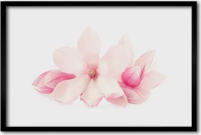 Produktbild von Bild 60x40 MDF-Rahmen Wandkunst Blumen Blütenblätter Pflanze Natur