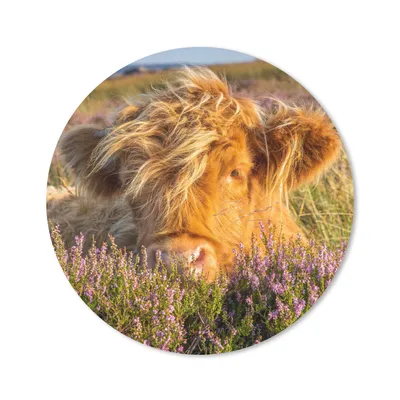 Produktbild von MuchoWow® Mauspad Mousepad Schottische Highlander - Heide - Gras - Tiere 40x40 cm - Mousepads - Maus Mat - Pad - Mausunterlage - Schreibtisch Accessoires