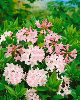 Produktbild von Rhododendron ferrugineum 'Album', Alpenrose, weiß, 30–40 cm