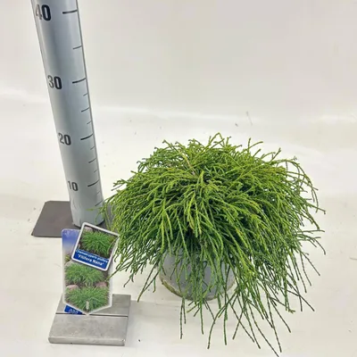 Immagine prodotto di Chamaecyparis p. ‘Filifera Nana’ - Cipresso filiforme (forma nana) | 20-25 cm in vaso