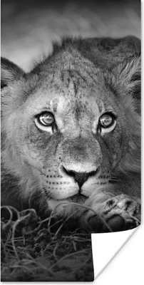 Produktbild von MuchoWow® Poster Wildtiere - Löwe - Natur - Schwarz - Weiß 20x40 cm - Plakat - Foto