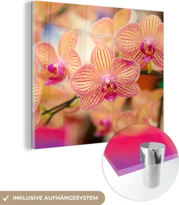 Produktbild von MuchoWow Glasbilder - Bilder auf Wandbild - Foto auf Glas Pflanze - Orchidee - Blumen - Rosa - Flora 20x20 cm Wanddekoration aus Glas - Acrylglasbild - Acrylbilder - Bilder von Glas - Moderne