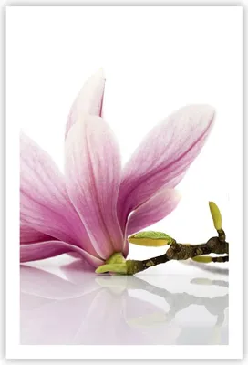 Produktbild von Poster - Poster ohne Rahmen - Magnolie blume natur pflanze - 61x91,5 cm - Wand Bild - Wanddeko - Wandbilder - Kunstposter - Wandposter - Bilder - Kunstdruck - Wanddekoration - Wandbild P2XPA61x91-2641