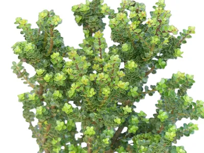Image de Bonsaï de houx nain - Ilex Crenata 'Mariesii' Bergilex 25 - 30 cm