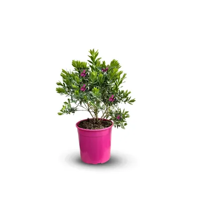 Image de Polygala myrtifolia - plante fleurie - ↕ 50-60 cm - ⌀ 19 cm - plante d'extérieur