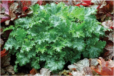 Produktbild von Stauden Gänge 3 x Heuchera Hybride 'Apple Crisp' im 1 Liter Topf - Purpurglöckchen - Saftig grün, elegant gewellt, immer ein Blickfang