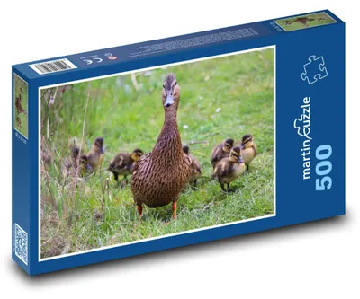 Zdjęcie produktu dla Puzzle 500 Kaczka z pisklętami na łące - martinpuzzle