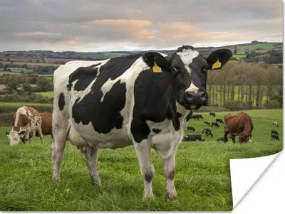 Produktbild von MuchoWow® Poster Kuh - Berg - Gras - Tiere 120x90 cm - Wandbild