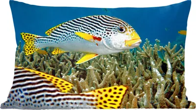 Produktbild von MuchoWow® Zierkissen Sofakissen Wohnzimmer Dekokissen 50x30 cm Fisch - Boden - Meer - Wohnzimmerdekoration - Polster mit Photo