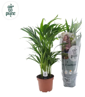 Image de Dypsis Lutescens - 55-65cm - Ø17cm - Plante d'intérieur - Vert persistant