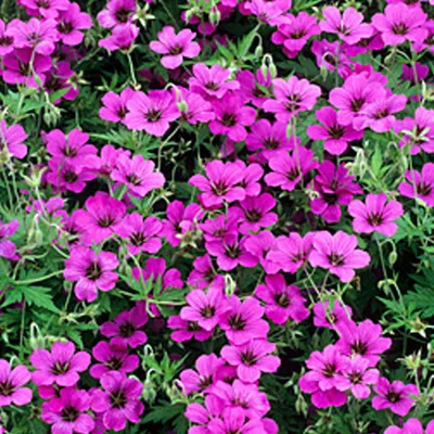 Obrázok produktu pre 6 x geranium  - Geranium 'Patricia'  | Kvetináč 9 cm x 9 cm
