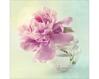 Produktbild von Glasbild Sweet Peony II 50x50 cm