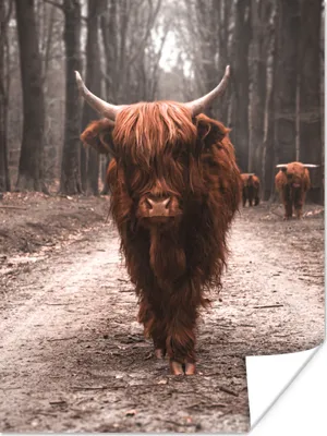 Produktbild von MuchoWow® Poster Schottischer Hochländer - Wald - Kuh - Tiere - Natur 90x120 cm - Wohnzimmer