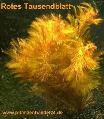 Produktbild von 1 Bund rotes Tausendblatt, Myriophyllum rot