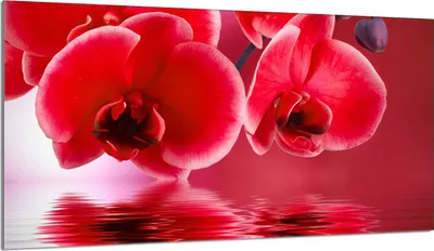 Immagine prodotto di Piastra copripiano cottura 90x52 Piastra copripiano cottura in Vetroceramica alzatina in vetro tagliere decorativo, rosso orchidea