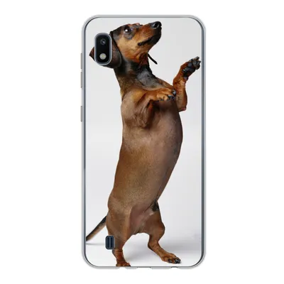 Produktbild von MuchoWow® Handyhülle Schutzhülle Hülle für Samsung Galaxy A10 Ein Dackel, der auf seinen beiden Hinterbeinen steht Silikon Softcase Handy Hülle - Schutzhülle