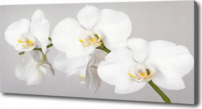 Produktbild von Fotoleinwand Wandgemälde Orchidee 125x50 cm