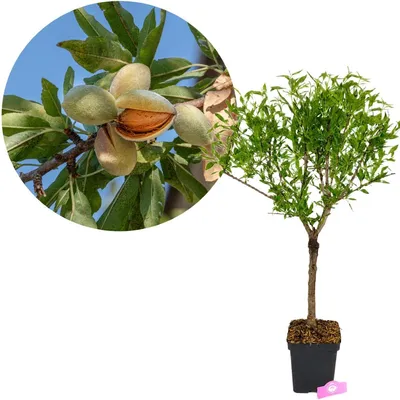 Produktbild von Prunus dulcis 'Little Almond', Zwergmandelbaum, Höhe 60-80 cm, 5-Liter-Topf