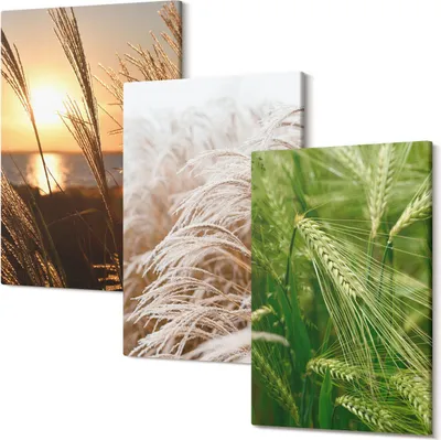 Produktbild von Wandbild – Leinwandbild – Leinwandbilder – Polycanvas – Kunstdruck – Modern – Panorama – Mehrteilig – 3-Teilig Set – Hochwertig – Lichtecht – Geruchslos – 20x30 Cm Je Element - Verschiedene Grasarten, bunte Natur