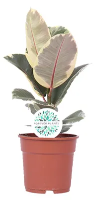 Immagine prodotto di Ficus Elastica Tineke - 40-50cm - Ø17cm - Pianta d'appartamento - Sempreverde