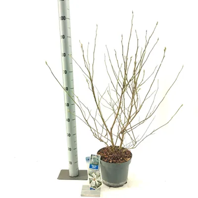 Produktbild von Magnolia stellata - Tulpenmagnolie | 50-60 cm im Topf
