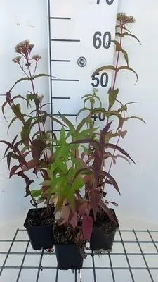 Produktbild von 6 x  Eupatorium perfoliatum - Wasserdost - Topf 9 x 9 cm