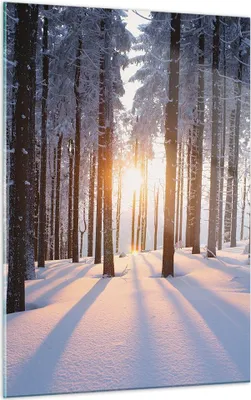 Produktbild von Bilder auf glas - Einteilig - Wald Winter Schnee - 50x70cm - Glasbilder - Wandbilder - Bilder - zum Aufhängen bereit - Wanddekoration aus Glas - Glas Bilder - Wandbild auf Glas - GPA50x70-3629