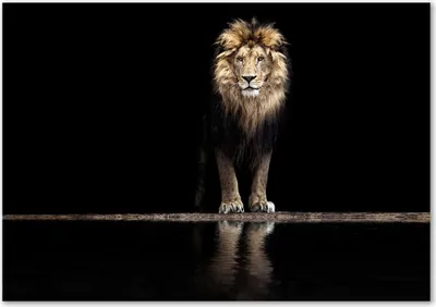 Produktbild von Tulup® Glas-Bild - 100 x 70 - Wandbild aus Glas - Wandkunst - Wandbild hinter gehärtetem Sicherheitsglas - Tiere - Löwen-Porträt - Braun