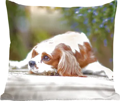 Produktbild von MuchoWow® Zierkissen Sofakissen Wohnzimmer Dekokissen 60x60 cm Cavalier King Charles Spaniel auf einem Holztisch liegend - Sitzfläche - Foto Polster
