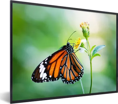 Produktbild von MuchoWow® Gerahmtes Poster Schmetterling - Blumen - Insekten 80x60 cm - Poster mit Schwarzem Bilderrahmen Wandposter Rahmen Foto Bilder - Schwarzem - Mit Gestell