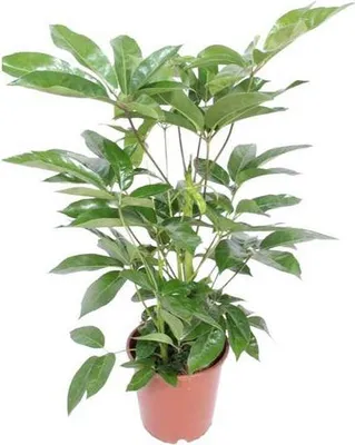 Produktbild von Regenschirmbaum Schefflera Amate Ø24cm ↕100cm Luftreinigende Zimmerpflanze