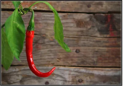 Produktbild von Wallario Wandbild Hängende Chili-Schote, Größe: 70,30 x 100,30 cm, Poster mit schwarzem Aluminiumrahmen