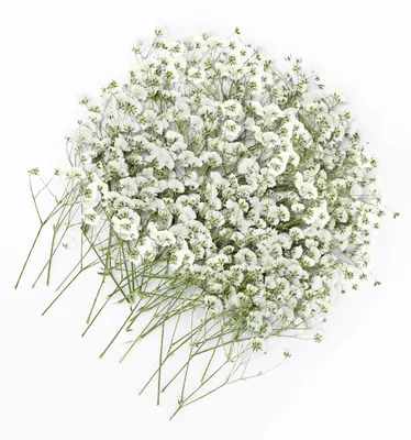 Trockenblumen Gypsophila, 100 Stück, weiß, 5-10 cm