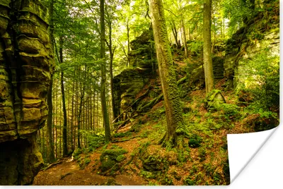 Produktbild von MuchoWow® Poster Bäume - Stein - Wald - Natur - Pflanzen 60x40 cm - Schlafzimmerdekoration