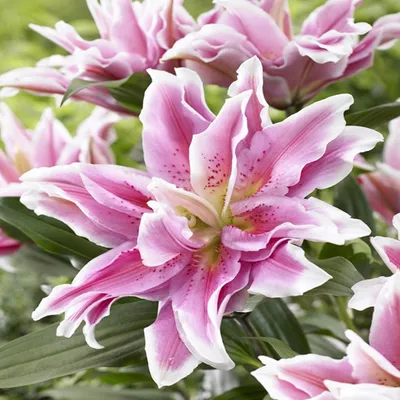Immagine prodotto di Lilia Pełna Roselily Natalia 1 pz. Lilii bulbi di lilia bulbi Profumati