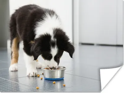 Produktbild von MuchoWow® Poster Ein Border Collie frisst 120x90 cm - Wandbild
