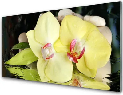 Produktbild von Acrylglasbilder 100x50 Wandbild Druck Blumen Blatt Pflanzen